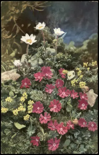 Ansichtskarte  Anemone baldensis. Primula minima. Alpenflora Photochromie 1912