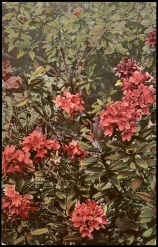Ansichtskarte  Botanik Rhododendron ferrugineum. Pflanzen Photochromie 1912