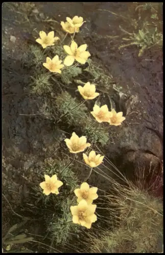 Ansichtskarte  Botanik Anemone sulphurea. Alpenflora. PHOTOCHROMIE 1912