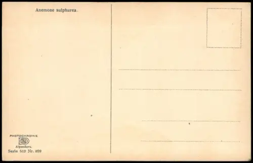 Ansichtskarte  Botanik Anemone sulphurea. Alpenflora. PHOTOCHROMIE 1912