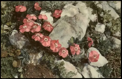 Ansichtskarte  Botanik Dianthus alpinus. PHOTOCHROMIE Alpen Pflanzen 1912
