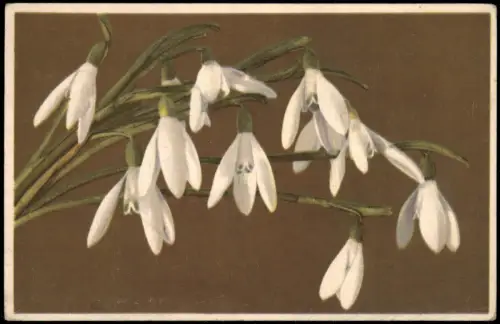 Botanik Galanthus nivalis - Schneeglöckchen Snowdrops Photochromie 1934