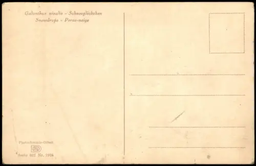 Botanik Galanthus nivalis - Schneeglöckchen Snowdrops Photochromie 1934
