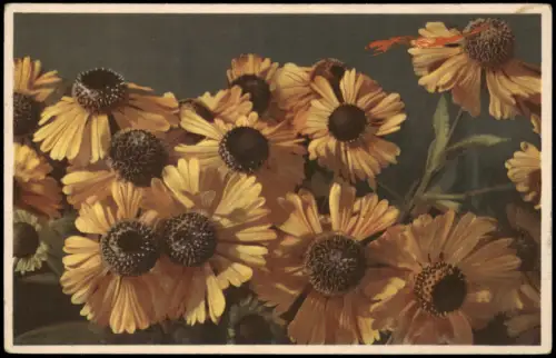 Ansichtskarte  Hellenium Sonnenbraut Botanik Photochromie 1934