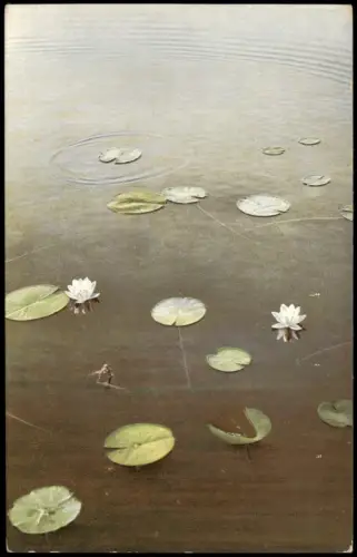 Ansichtskarte  PHOTOCHROMIE Nymphaea alba. Seerosen 1912