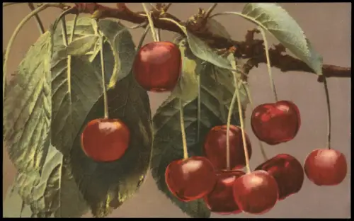 Ansichtskarte  Botanik Prunus Cerasus Kirsche Cherry Photochromie 1919