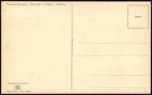 Ansichtskarte  Botanik Prunus Cerasus Kirsche Cherry Photochromie 1919