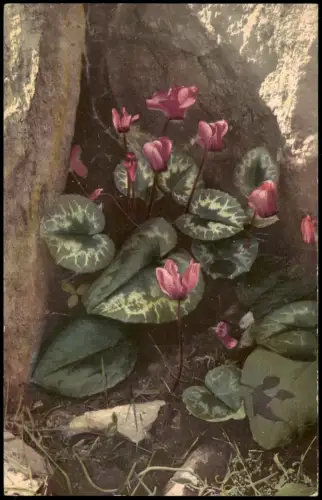 Ansichtskarte  Botanik Cyclamen europaeum. Pflanzen Photochromie 1912