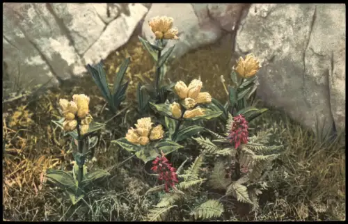 Botanik Gentiana punctata. Pedicularis recutita. PHOTOCHROMIE Alpenflora 1912
