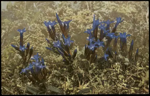 Botanik Gentiana nivalis. PHOTOCHROMIEI Alpenflora Pflanzen Blume 1913