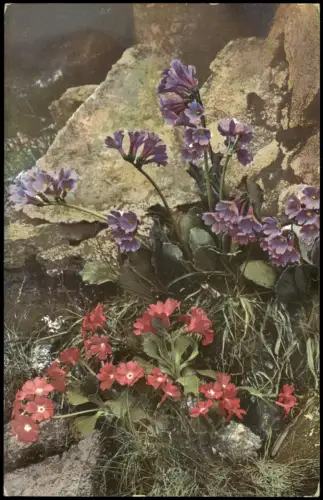 Botanik PHOTOCHROMIE Primula viscosa. Primula rhaetica. Pflanzen Alpen 1912