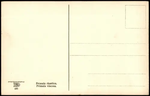 Botanik PHOTOCHROMIE Primula viscosa. Primula rhaetica. Pflanzen Alpen 1912