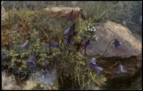 Botanik Campanula Scheuchzerii. Alchemilla alpina. Photochromie Alpenflora 1912