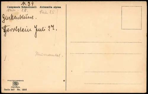 Botanik Campanula Scheuchzerii. Alchemilla alpina. Photochromie Alpenflora 1912