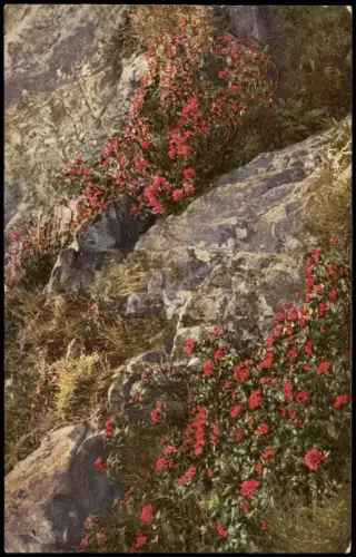Ansichtskarte  Botanik Rhododendron ferrugineum. Alpenflora PHOTOCHROMIE 1912
