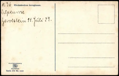 Ansichtskarte  Botanik Rhododendron ferrugineum. Alpenflora PHOTOCHROMIE 1912