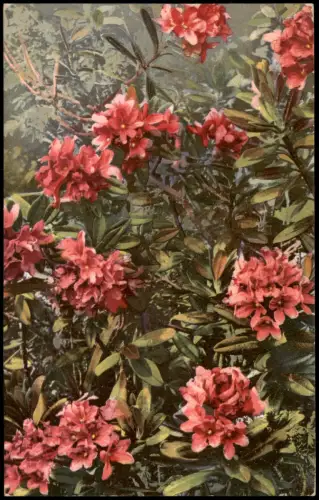 Ansichtskarte  Botanik Rhododendron ferrugineum.Photochromie Alpen 1912