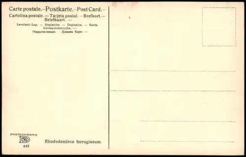 Ansichtskarte  Botanik Rhododendron ferrugineum.Photochromie Alpen 1912