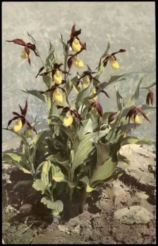 Ansichtskarte  Botanik Pflanzen Cypripedium Calceolus. Photochromie 1912