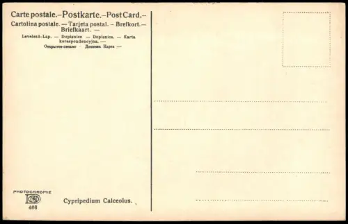 Ansichtskarte  Botanik Pflanzen Cypripedium Calceolus. Photochromie 1912