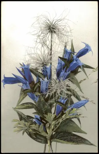 Gentiana asclepiadea.Pulsatilla alpina (fructus). PHOTOCHROMIE Botanik 1912