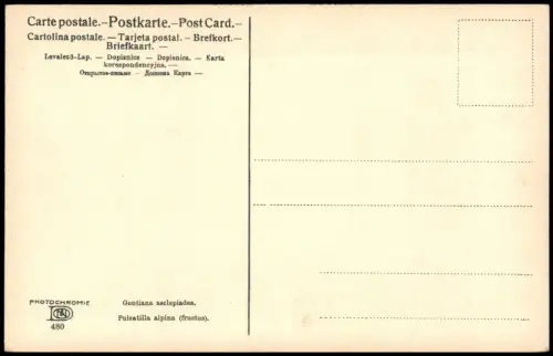 Gentiana asclepiadea.Pulsatilla alpina (fructus). PHOTOCHROMIE Botanik 1912