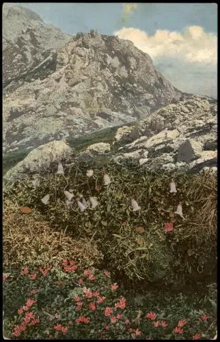 Ansichtskarte  Azalea Loiseleuria Alpen Alpenflora Botanik 1912
