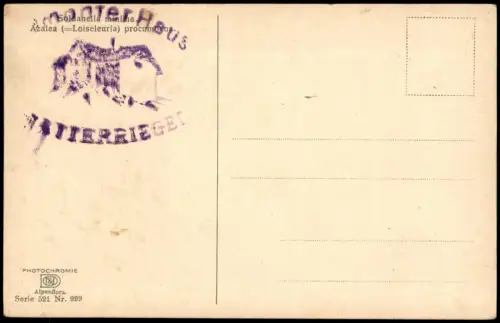 Ansichtskarte  Azalea Loiseleuria Alpen Alpenflora Botanik 1912