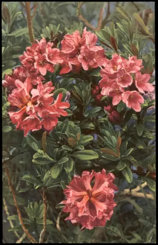 Botanik Rhododendron ferrugineum. Alpen Alpenflora Photochromie 1912