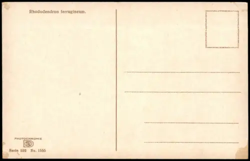 Botanik Rhododendron ferrugineum. Alpen Alpenflora Photochromie 1912