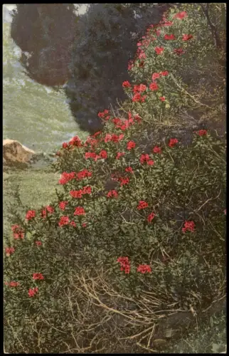Ansichtskarte  Botanik PHOTOCHROMIE Rhododendron ferrugineum. Alpen 1912