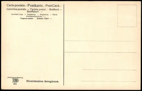 Ansichtskarte  Botanik PHOTOCHROMIE Rhododendron ferrugineum. Alpen 1912