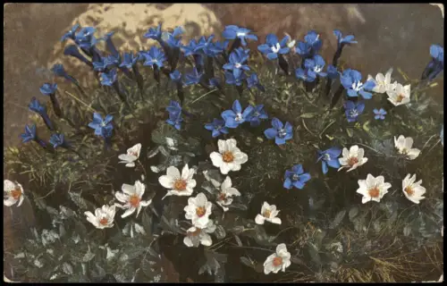 Ansichtskarte  Gentiana brachyphylla.Dryas octopetala. PHOTOCHROMIE Alpen 1912