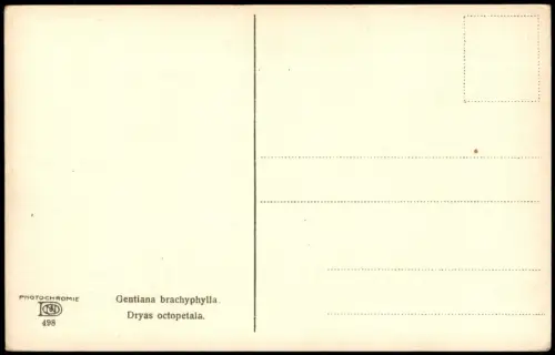 Ansichtskarte  Gentiana brachyphylla.Dryas octopetala. PHOTOCHROMIE Alpen 1912