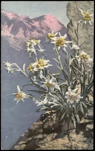Ansichtskarte  Botanik Alpen Alpenflora PHOTOCHROMIE Leontopodium alpinum 1912