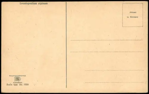 Ansichtskarte  Botanik Alpen Alpenflora PHOTOCHROMIE Leontopodium alpinum 1912
