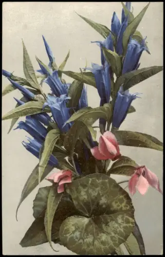 Botanik Gentiana asclepiadea. Cyclamen europaeum. PHOTOCHROMIE 1912