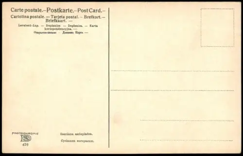 Botanik Gentiana asclepiadea. Cyclamen europaeum. PHOTOCHROMIE 1912