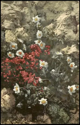 Ansichtskarte  Botanik Alpen Blumen Pflanzen Photochromie Alpenflora 1912