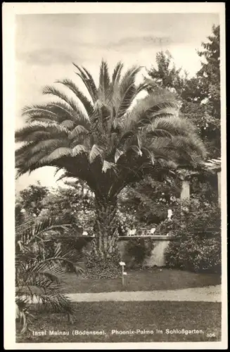 Insel Mainau-Konstanz Bodensee Phoenix-Palme im Schloßgarten 1934