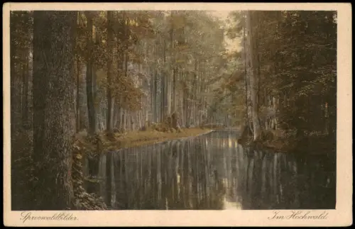 Ansichtskarte .Brandenburg Spreewaldbilder Im Hochwald 1928