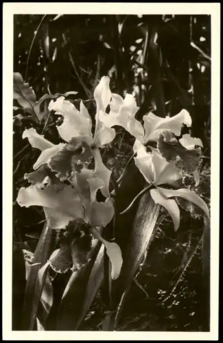 Frankfurt am Main Palmengarten Orchideenhaus  Cattleya Pflanze Botanik 1940