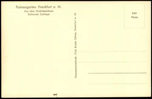 Frankfurt am Main Palmengarten Orchideenhaus  Cattleya Pflanze Botanik 1940