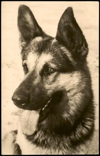 Ansichtskarte  Deutscher Schäferhund Tiere Hund Motivkarte DDR Zeit 1968