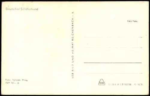 Ansichtskarte  Deutscher Schäferhund Tiere Hund Motivkarte DDR Zeit 1968