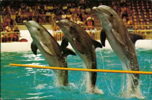 Postkaart Harderwijk Delphinarium Dolfinarium 1981