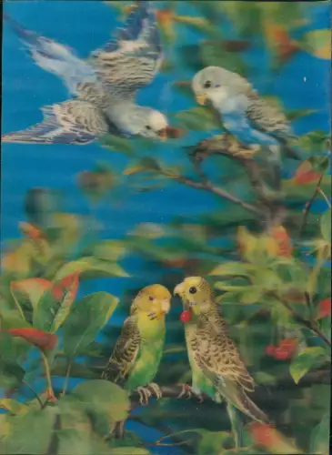 Ansichtskarte  Tiere - Vögel Papagei 1977 3D/Stereoskopie