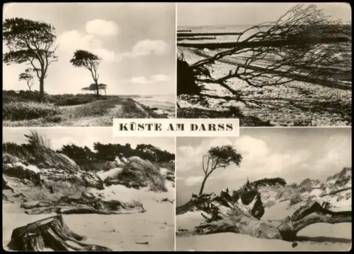 Ansichtskarte .Mecklenburg-Vorpommern DDR Mehrbild-AK KÜSTE AM DARSS 1961