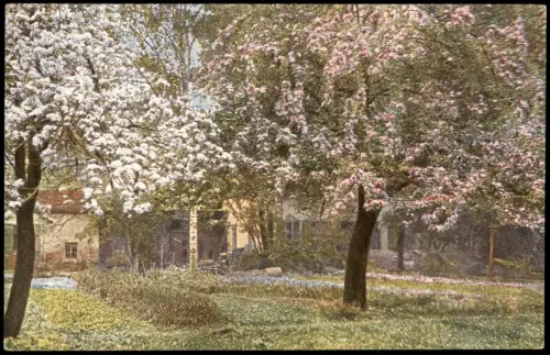 Ansichtskarte  Stimmungsbild: Frühling Baumblüte Garten 1914