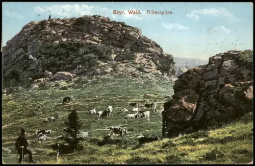 Ansichtskarte Bayerisch Eisenstein Bayr. Wald. Arberspitze. Kühe 1910
